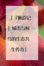 「狮游记」城市与候鸟的生态共生传奇