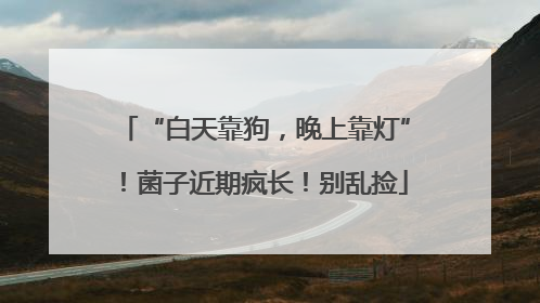 “白天靠狗，晚上靠灯”！菌子近期疯长！别乱捡