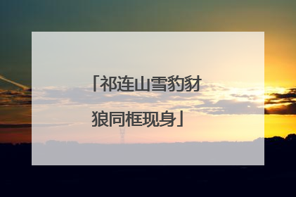 祁连山雪豹豺狼同框现身