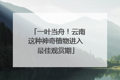 一叶当舟！云南这种神奇植物进入最佳观赏期