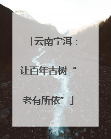 云南宁洱：让百年古树“老有所依”