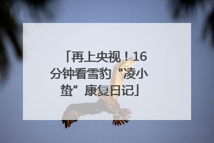 再上央视！16分钟看雪豹“凌小蛰”康复日记