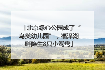 北京绿心公园成了“鸟类幼儿园”，福泽湖畔降生8只小鸳鸯