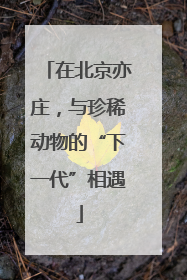 在北京亦庄，与珍稀动物的“下一代”相遇