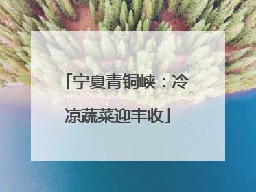 宁夏青铜峡：冷凉蔬菜迎丰收