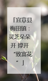 宜章县梅田镇：灵芝朵朵开 撑开“致富花”