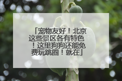 宠物友好！北京这些景区各有特色！这里狗狗还能免费玩跳圈！就在