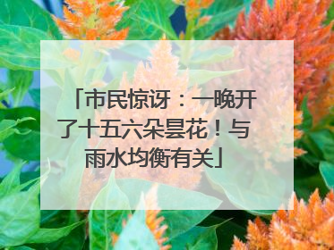 市民惊讶：一晚开了十五六朵昙花！与雨水均衡有关
