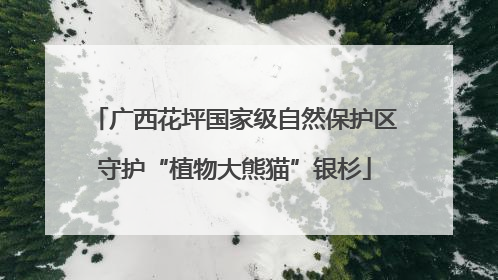 广西花坪国家级自然保护区守护“植物大熊猫”银杉