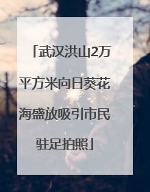 武汉洪山2万平方米向日葵花海盛放吸引市民驻足拍照