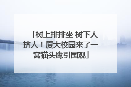 树上排排坐 树下人挤人！厦大校园来了一窝猫头鹰引围观