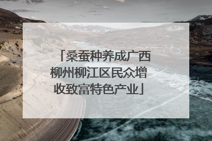 桑蚕种养成广西柳州柳江区民众增收致富特色产业