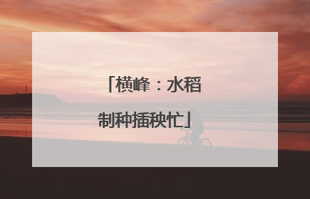 横峰：水稻制种插秧忙