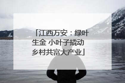 江西万安：绿叶生金 小叶子撬动乡村共富大产业