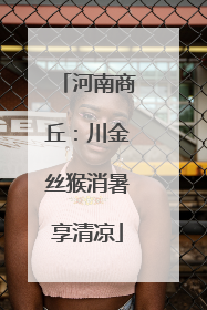 河南商丘：川金丝猴消暑享清凉
