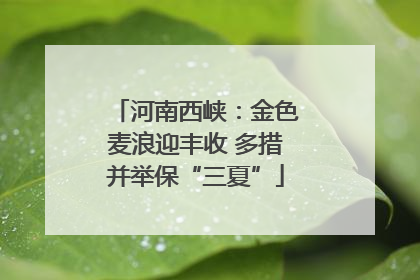 河南西峡：金色麦浪迎丰收 多措并举保“三夏”