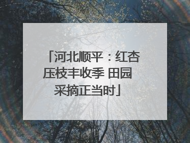 河北顺平：红杏压枝丰收季 田园采摘正当时
