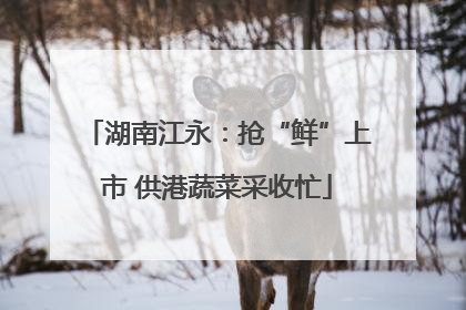 湖南江永：抢“鲜”上市 供港蔬菜采收忙