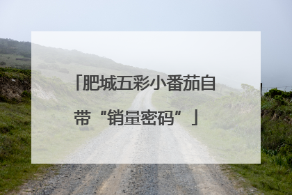 肥城五彩小番茄自带“销量密码”