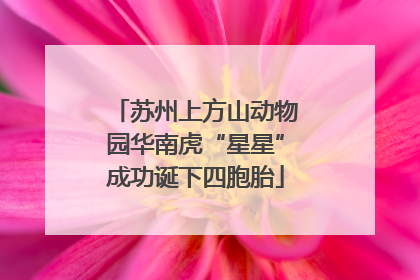 苏州上方山动物园华南虎“星星”成功诞下四胞胎