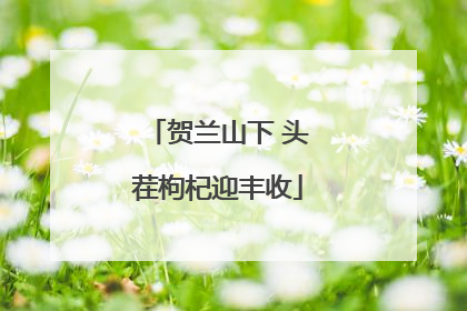 贺兰山下 头茬枸杞迎丰收