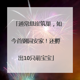 通常悬崖筑巢，如今首钢园安家！还孵出10只萌宝宝