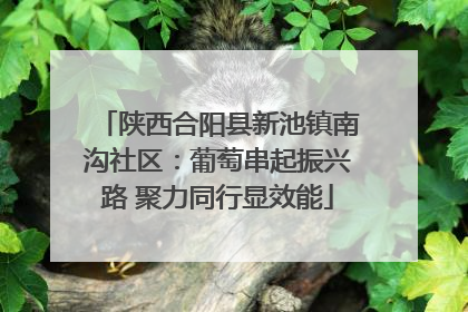 陕西合阳县新池镇南沟社区：葡萄串起振兴路 聚力同行显效能