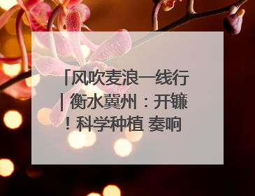 风吹麦浪一线行｜衡水冀州：开镰！科学种植 奏响丰收序曲