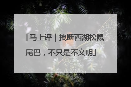 马上评｜拽断西湖松鼠尾巴，不只是不文明