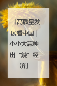 高质量发展看中国｜小小大蒜种出“辣”经济