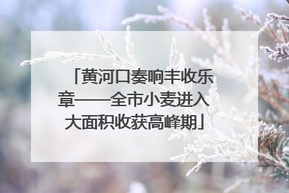 黄河口奏响丰收乐章——全市小麦进入大面积收获高峰期
