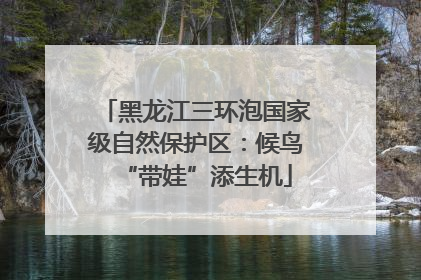 黑龙江三环泡国家级自然保护区：候鸟“带娃”添生机