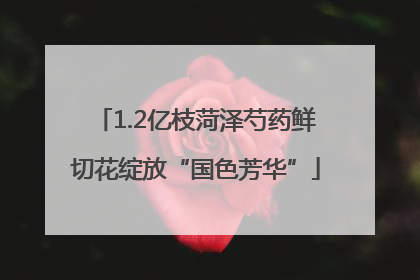 1.2亿枝菏泽芍药鲜切花绽放“国色芳华”
