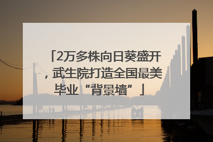 2万多株向日葵盛开，武生院打造全国最美毕业“背景墙”
