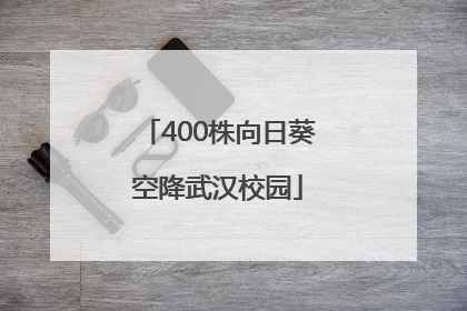 400株向日葵空降武汉校园
